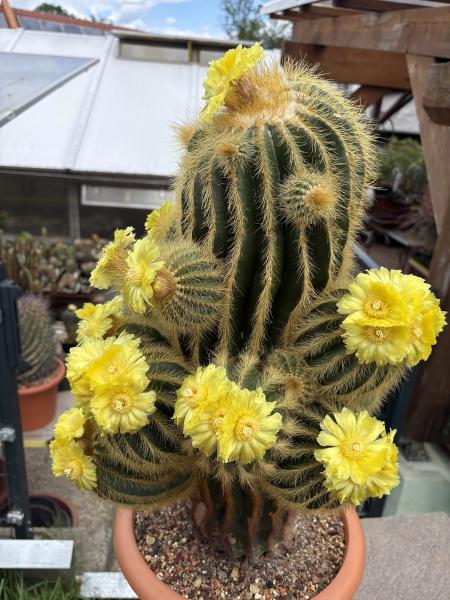Parodia warasii